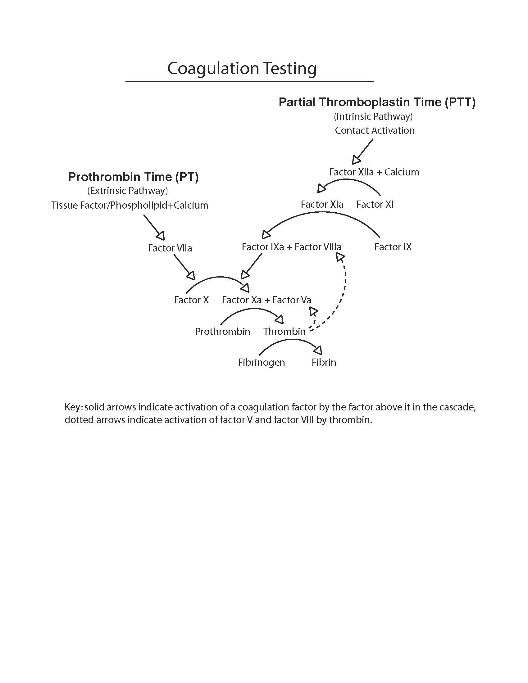 Diagram of the coagulation testing cascade