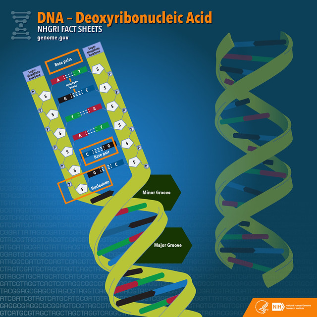 DNA Structure NHGRI