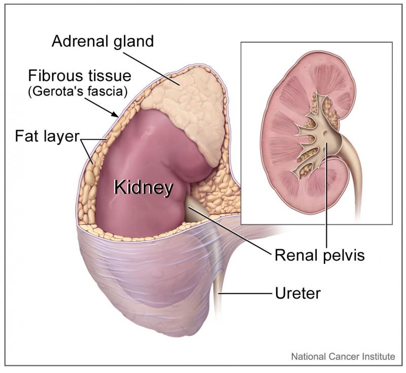 Drawing of adrenal gland