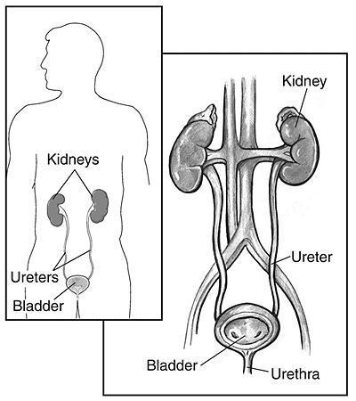 Normal urinary tract